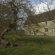 Isaac Newton apple tree story