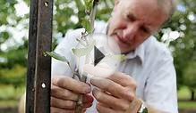 The Isaac Newton Apple Tree